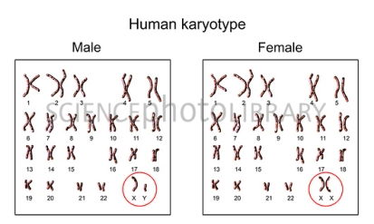 Human chromosomes, male vs female karyotype, illustration